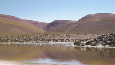 pink and white flamingos distant on a river in the mountains desert day