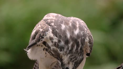 Mäusebussard,-Fokussierter-Raubvogel,-Der-Fleisch-Und-Federn-Des-Gefangenen-Opfers-Frisst,-Nahaufnahme