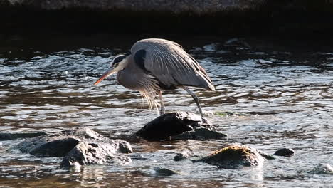 great blue heron walking on rocks in the deschutes river, oregon