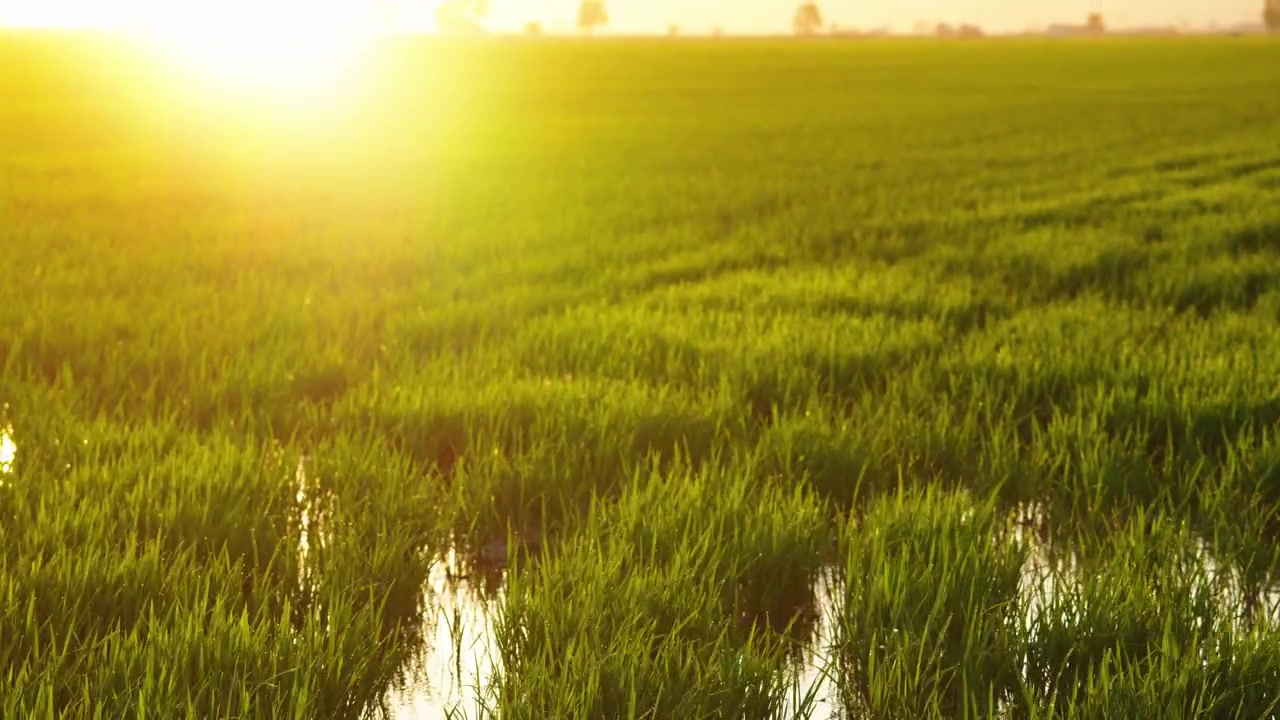 Campo di riso verde rigoglioso con acqua che riflette la luce dorata del sole