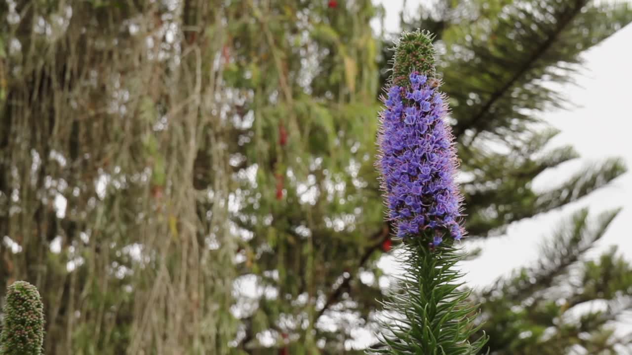 abejas africanas alimentándose de néctar y polen de tallo vertical alto púrpura y verde, ángulo bajo