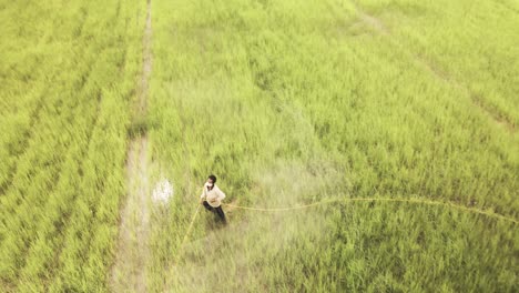 farmer spraying pesticides for insects on his rice crop