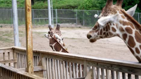 giraffe turns head away from wooden petting fence area wiggling ears in slow motion in zoo