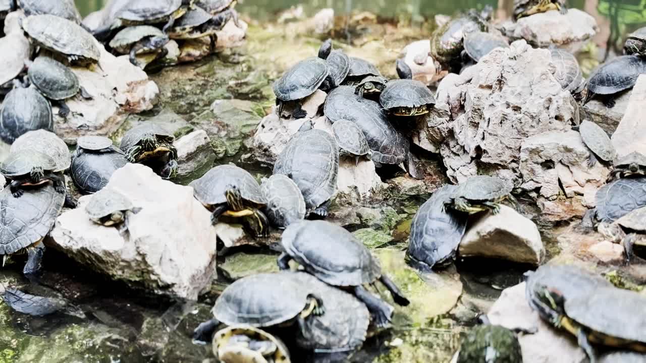Numerous Turtles Basking on Rocks in a Pond