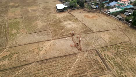 aerial view of cattle in dry rice fields during dry season in rural asia