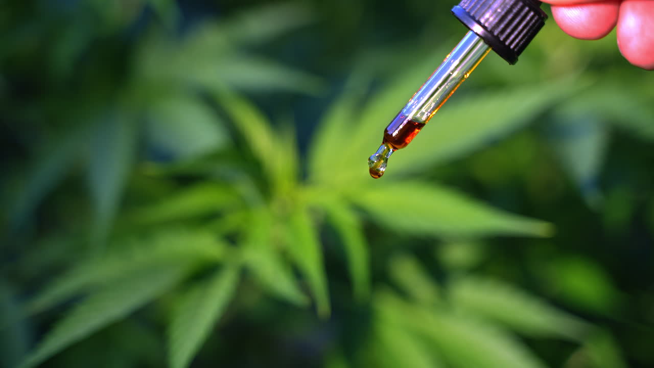 primo piano della persona gocce olio di cbd - l'olio di cbd è prodotto estraendo il cbd dalla pianta di cannabis - piantagione sullo sfondo