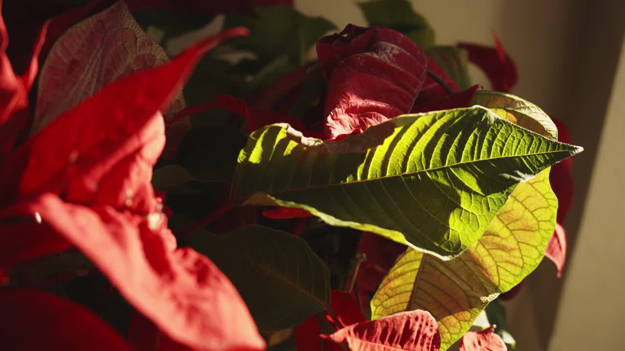 primo piano con foglie verde brillante e rosse della stella di Natale durante le ore di luce del tardo pomeriggio, popolare nel periodo natalizio