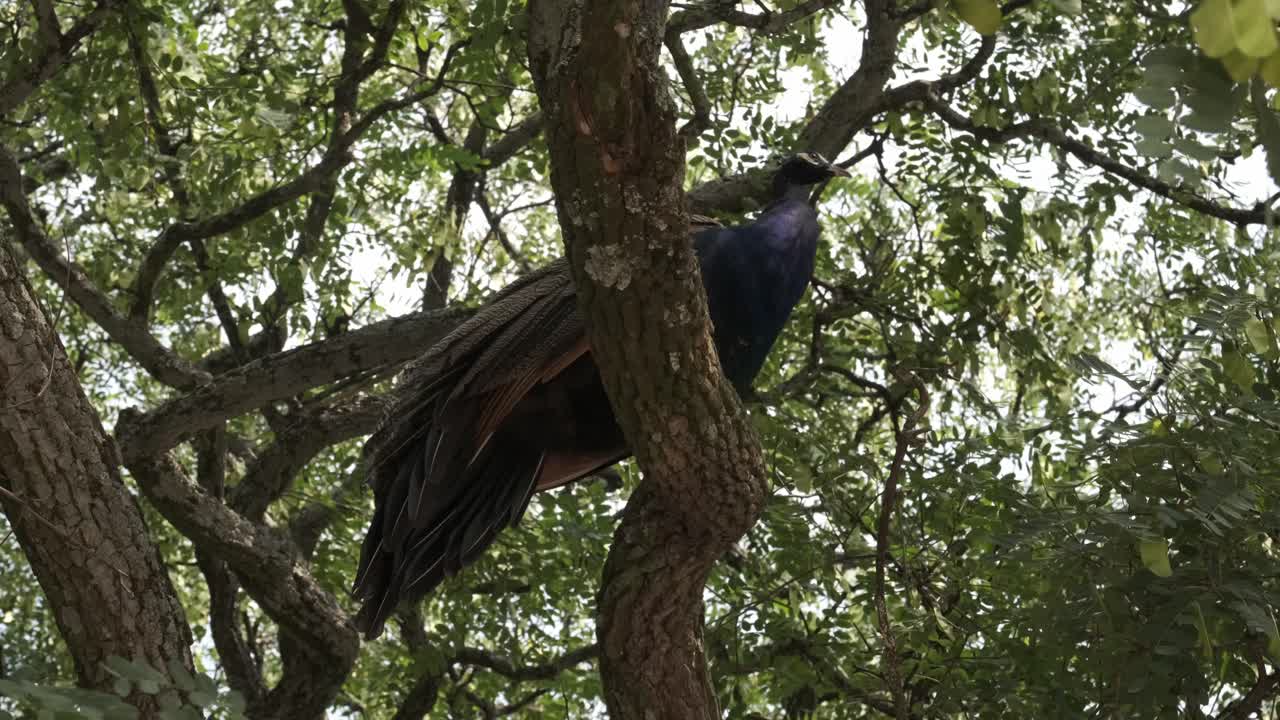 Peacock in a Tree