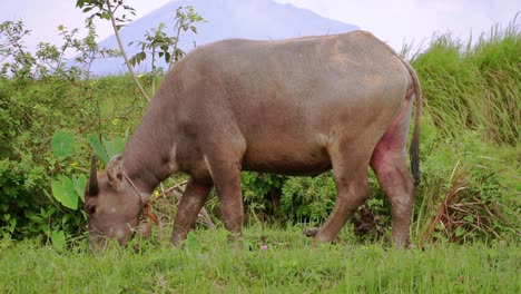 asian buffalo is eating grass and is released in the meadow