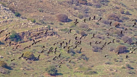 flock of common crane wintering in israel. flying over the hula valley and along the galilee mountains