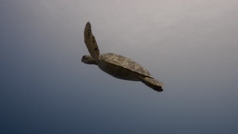la tortuga verde sale de un arrecife de coral tropical y nada hacia la superficie del océano para respirar.
