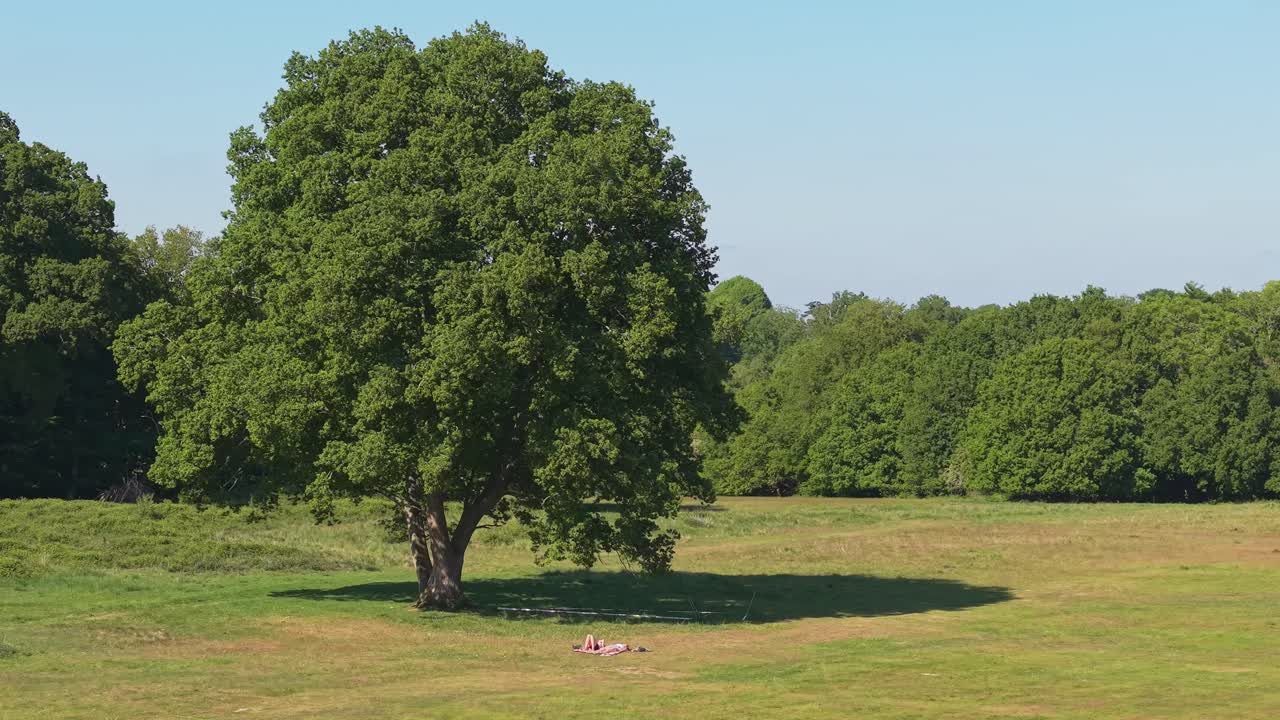 Orbit aerial view of a big tree in a park, with a young couple enjoying a picnic in front of it