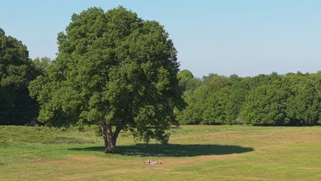 orbit aerial view of a big tree in a park, with a young couple enjoying a picnic in front of it