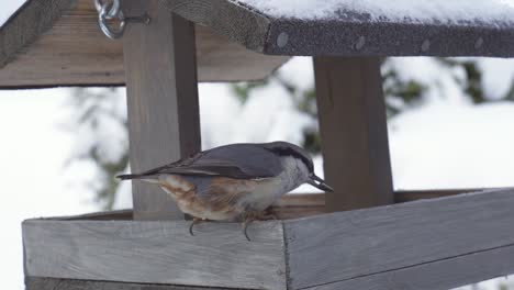 nuthatch bird on a wooden birdhouse while feeding