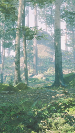 sunlit forest path