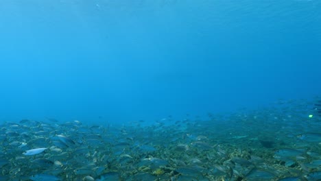 bola de cebo en el arrecife de coral en el mar del caribe alrededor de curacao