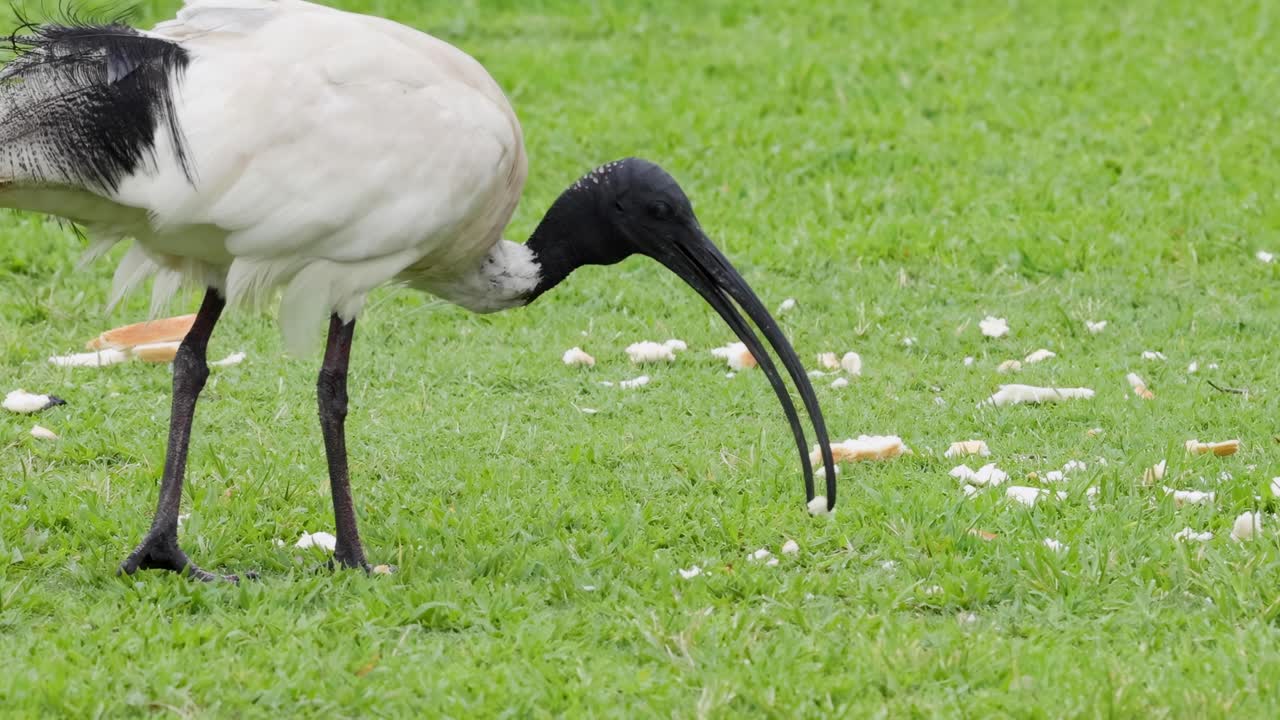A black-headed ibis pecks at the ground, searching for food amidst scattered flowers on a grassy field.
