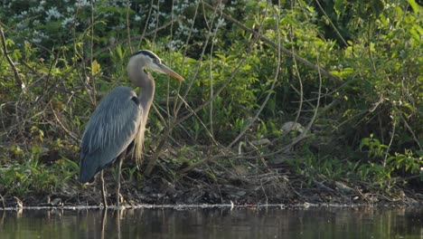 crane looking for food in lake