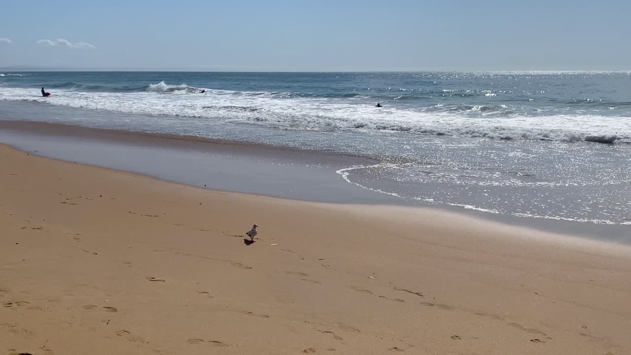 아름다운 물결 바다 배경, 평화로운 여름 휴가 여행 관광과 함께 열대 자연 모래 해변을 걷는 동물 야생 동물 비둘기 새