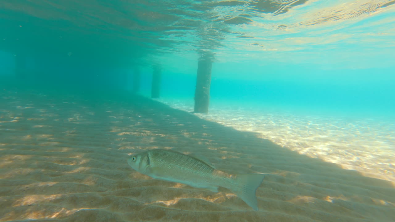 A European seabass fish swimming in the sea