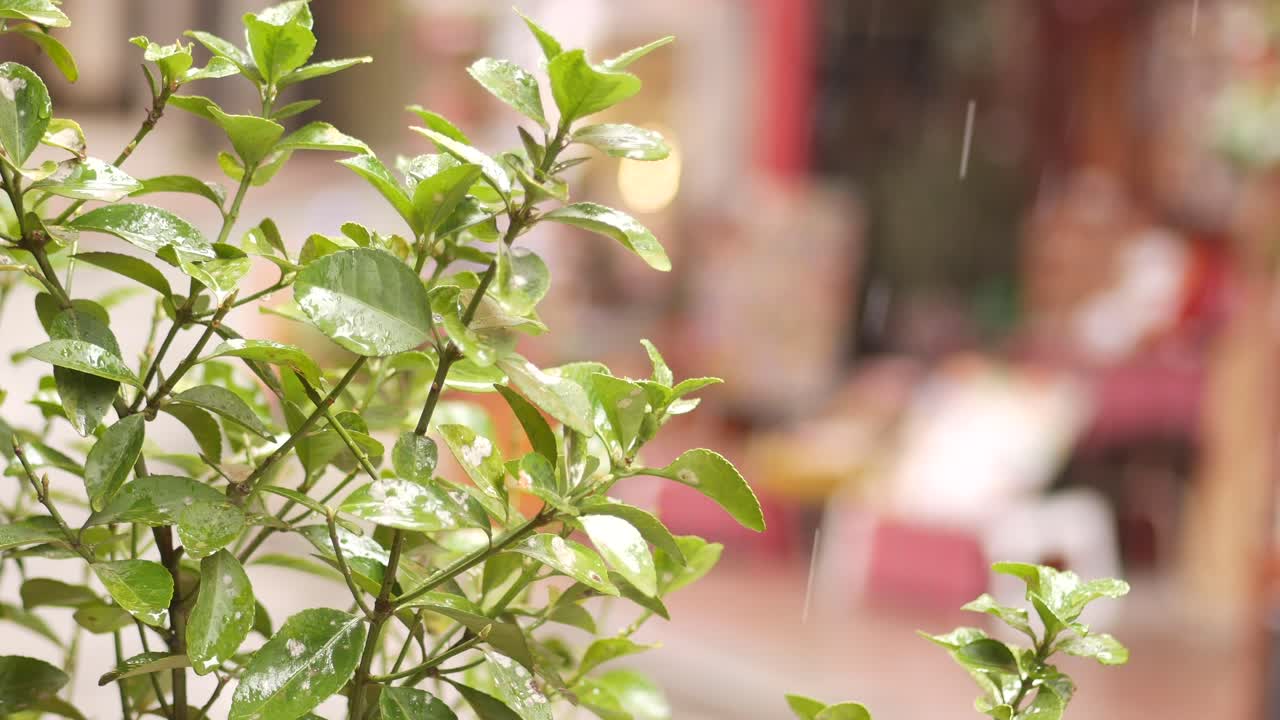 lluvia en hojas verdes