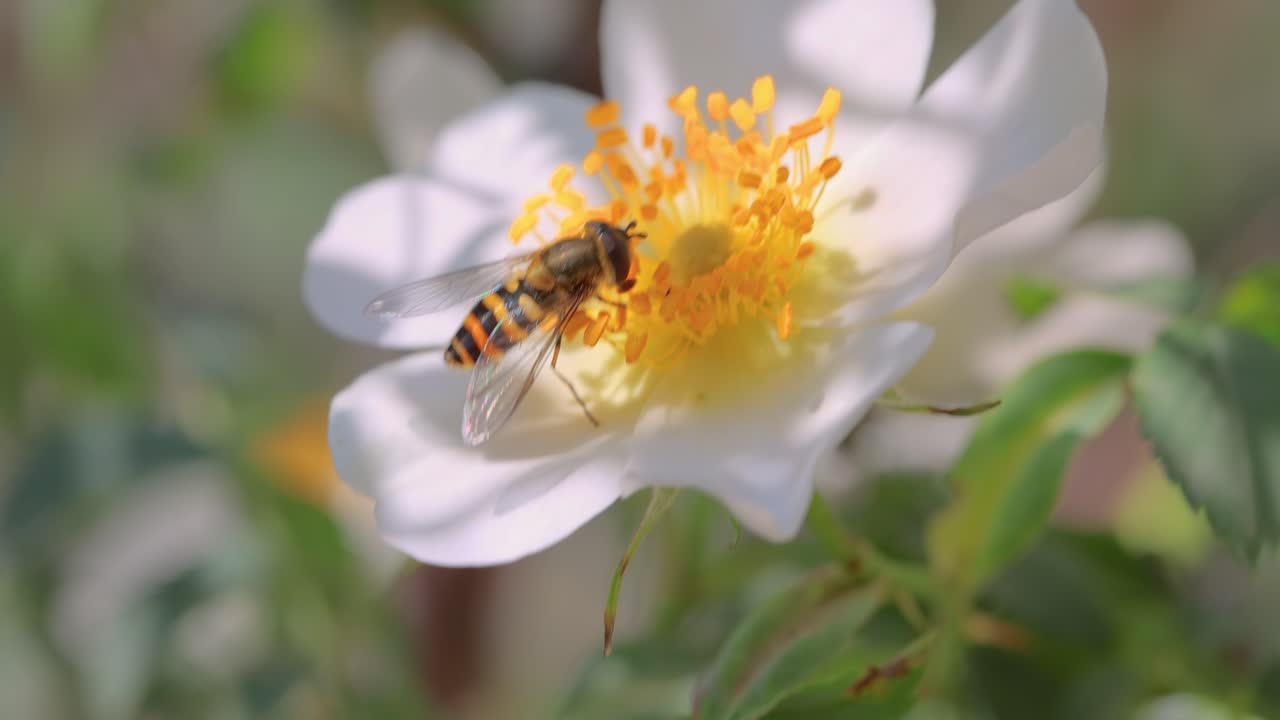 호버플라이, 꽃 플라이 또는 시르피드 플라이, 곤충 가족 시르피디. 그들은 위험한 곤충  ⁇ 벌과  ⁇ 벌로 위장합니다. 많은 종의 성인은 주로 꽃의  ⁇ 과 꽃가루를 먹습니다.