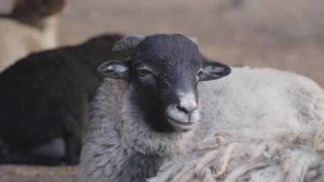 close-up of relaxed black and white sheep chewing food with blurred sheep behind