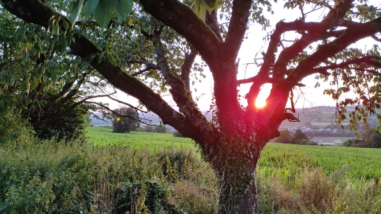 The setting sun shines behind a tree, fields and hills in the background, panning shot
