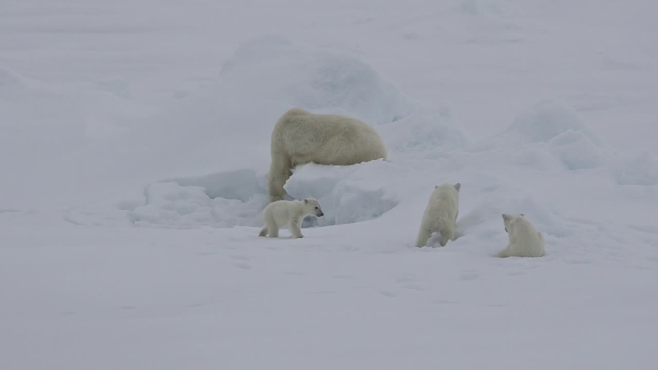 A polar bear and baby cubs struggle in on an ice floe as global warming ...