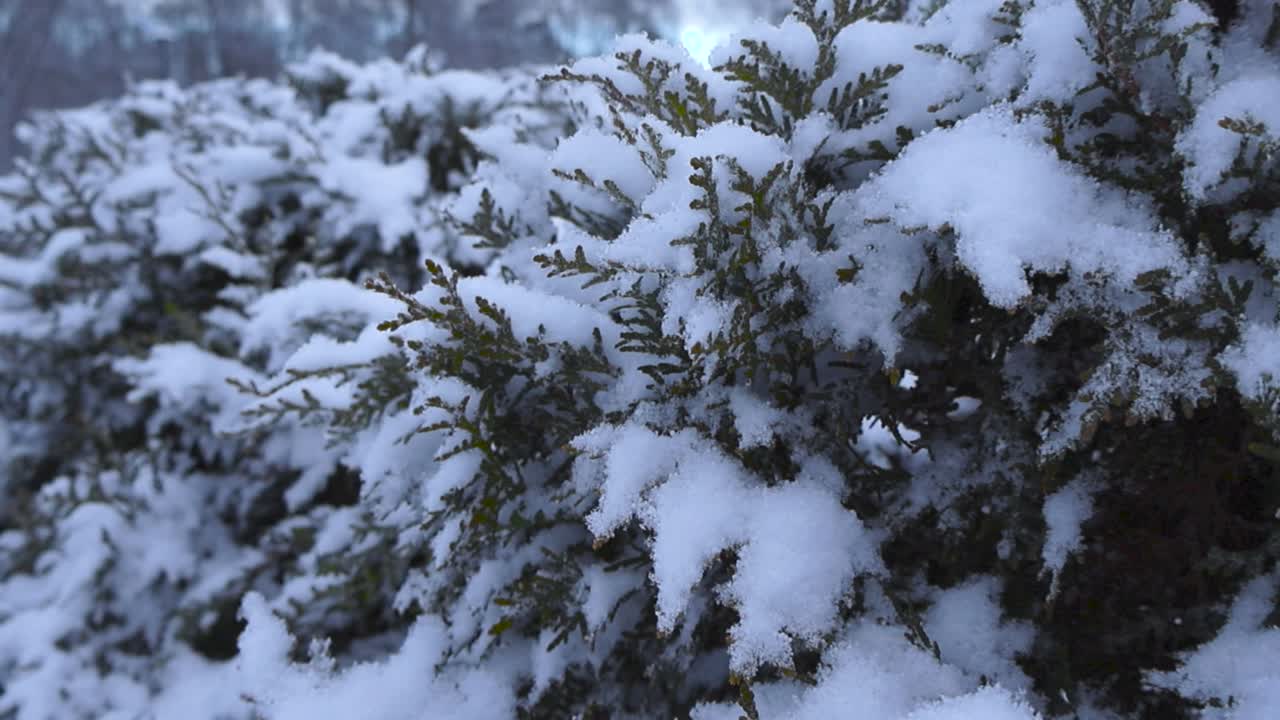 Close up footage of evergreen bushes or shrubs covered in thick white snow during winter time in a park or a forest at cloudy day. Camera footage glides and moves besides the bush revealing more of it