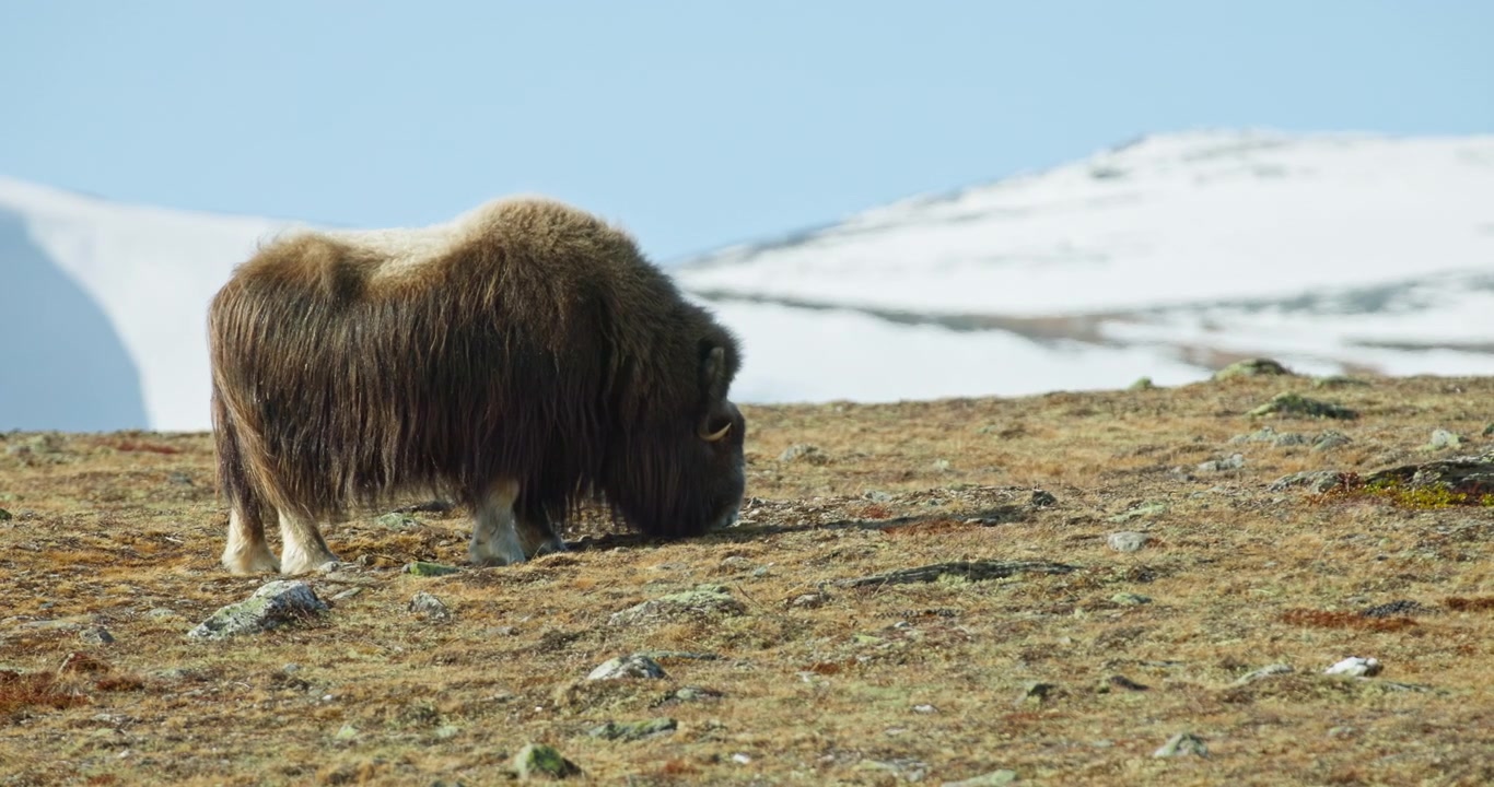 En ensam myskoxe betande i profil med snötäckt ås i Dovrefjell, Norge.