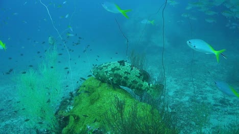 large adult grouper sits on a rock covered in encrusting corals