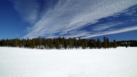 beautiful flat white field with a line of green pine trees and perfect blue sky with a stripe of clouds in bryce canyon utah on a warm winter day