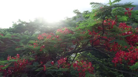 hermosa poinciana real roja o flor extravagante (delonix regia) al amanecer después de la lluvia
