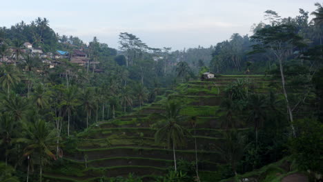flying over palm tree tops towards tegallalang rice terrace, bali