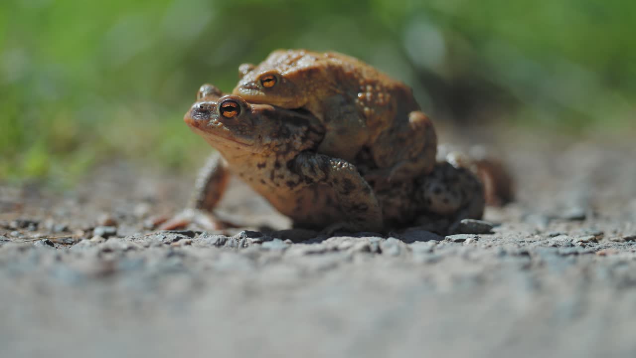 sapos marrones en apareamiento durante la migración de primavera