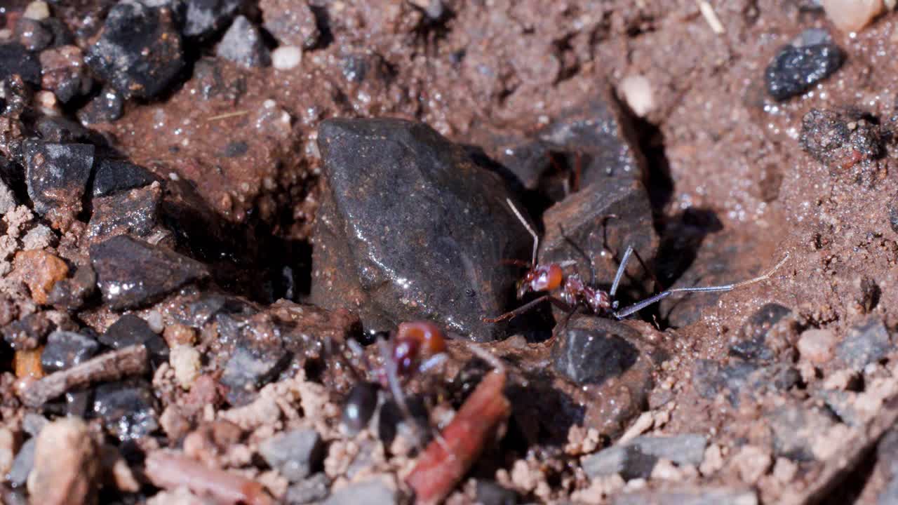 Several Australian ants move around a wet, rocky nest entrance after rainfall. Natural daylight highlights soil texture, ant activity, and environmental details in a close-up, static shot
