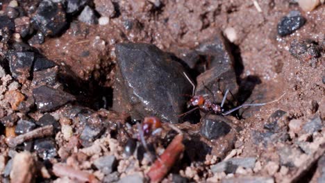 several australian ants move around a wet, rocky nest entrance after rainfall. natural daylight highlights soil texture, ant activity, and environmental details in a close-up, static shot