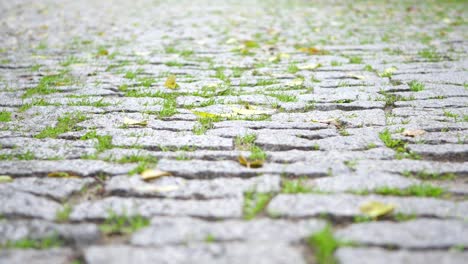 cerca de un camino de adoquines con hierba verde y hojas caídas