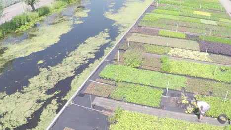 Drone-Volando-Sobre-Lechos-De-Plantas-En-El-Jardín-De-Viveros-Con-Una-Mujer-Trabajadora