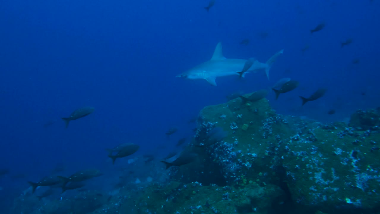 A group of hammerhead sharks swims through the deep ocean alongside smaller fish. The scene reveals the harmony and tension of marine life in a clear, blue underwater environment.