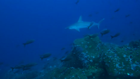 a group of hammerhead sharks swims through the deep ocean alongside smaller fish. the scene reveals the harmony and tension of marine life in a clear, blue underwater environment.