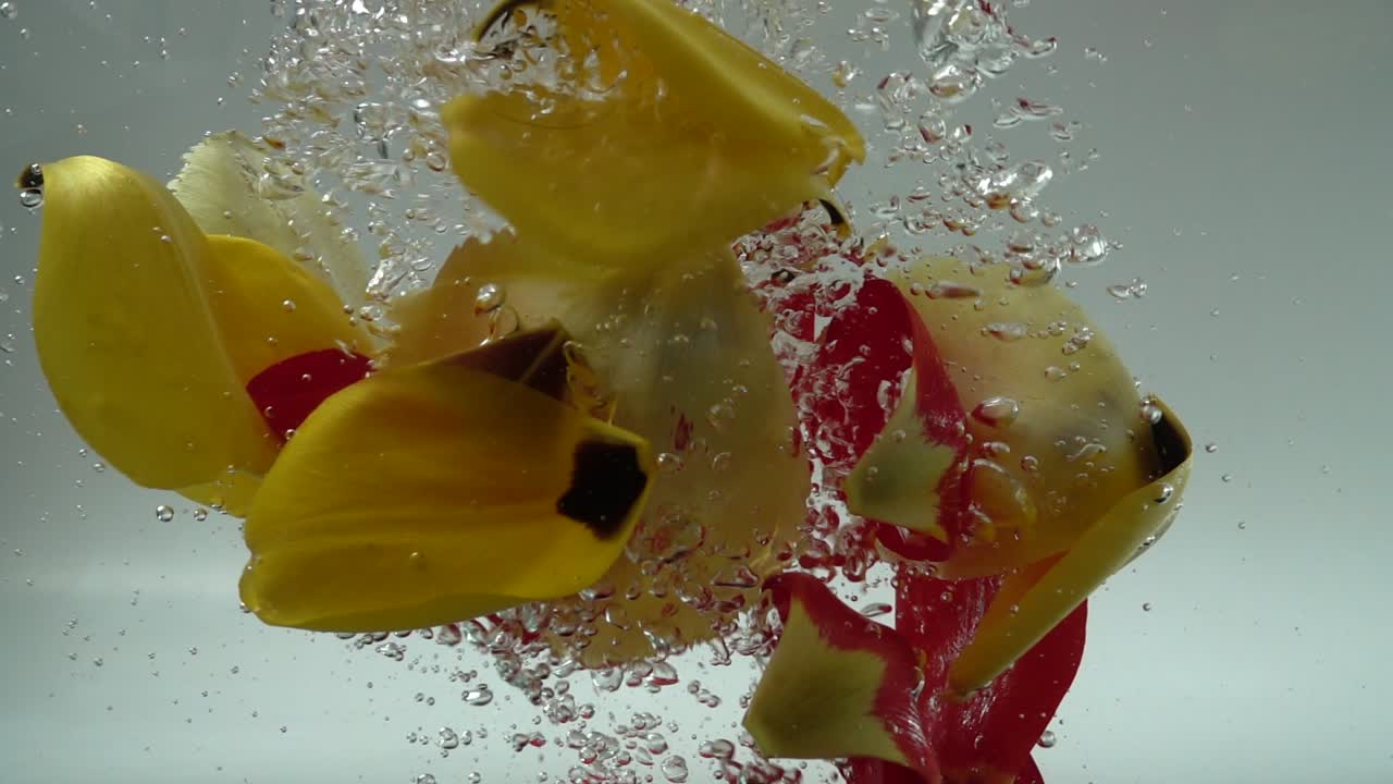 Tulpenblätter fallen ins Wasser. Hintergrund. Zeitlupe.