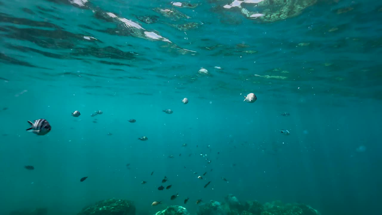 Scissortail sergeant (Abudefduf sexfasciatus) near the surface in Zanzibar, Tanzania.