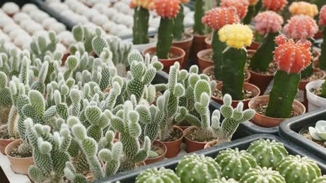 various cactuses in pot, beautiful barrel cactus