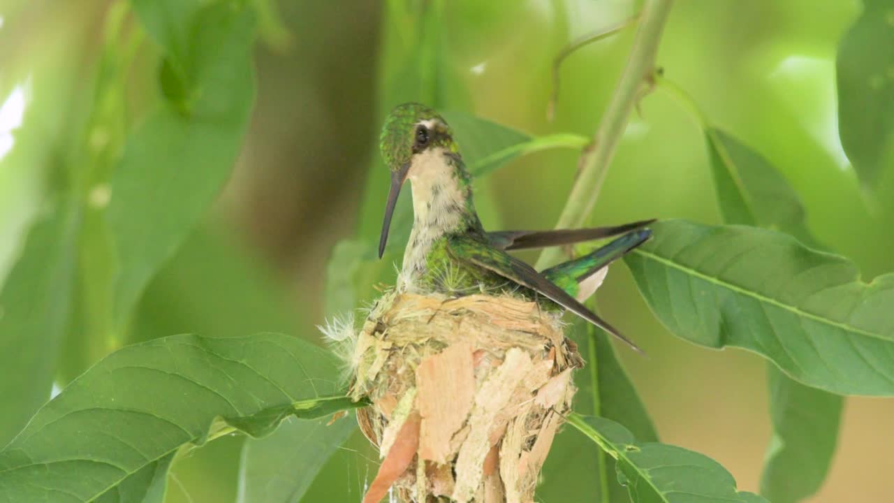 Female Glittering-bellied Emerald hummingbird nuilding a nest
