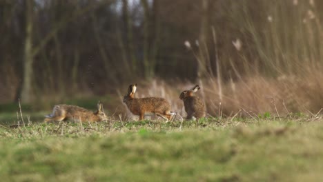 hares in a field