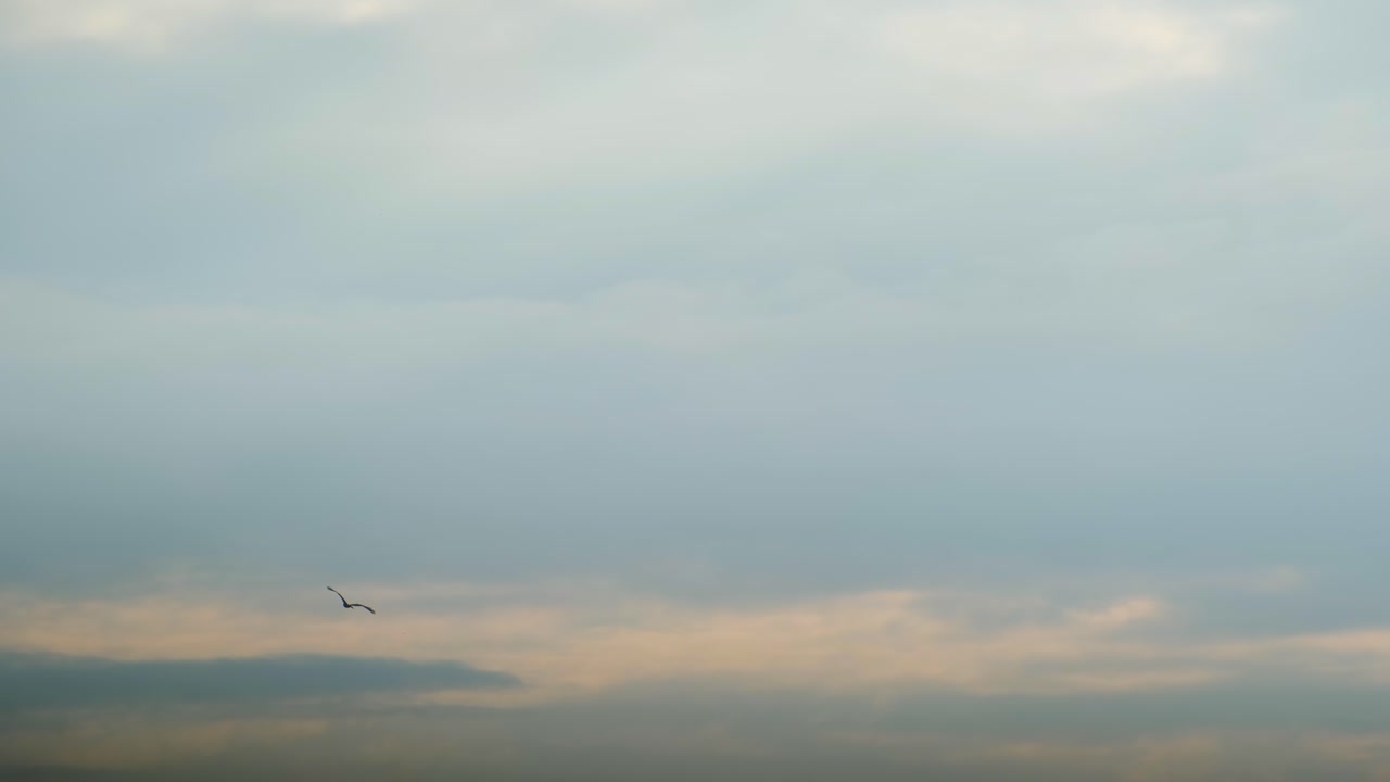 구름이  ⁇ 인 하늘을 향해 날아다니는 야생 새들의 실루 ⁇