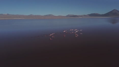aerial de la belleza indomable de la laguna de canapa y la graciosa coreografía de los flamencos que vuelan contra el telón de fondo de las montañas andinas