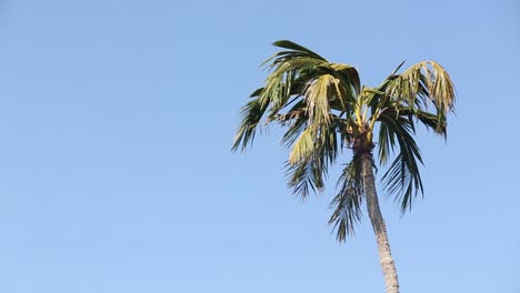 Aufnahmen-Von-Kokospalmen,-Die-An-Einem-Sonnigen-Tag-Alleine-Im-Wind-Wehen